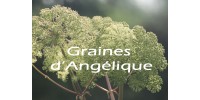 TISANE BIO ANGÉLIQUE Angelica archangelica (Graines) 